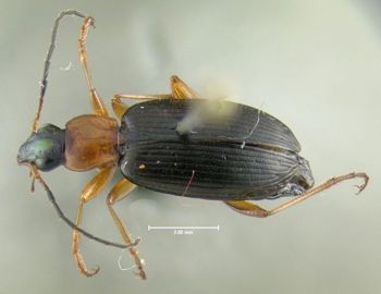 Media type: image;   Entomology 602276 Aspect: habitus dorsal view